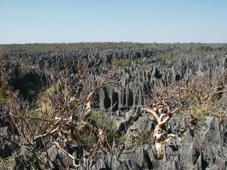 Des plantes arrivent à croitre dans cet environnement hostile