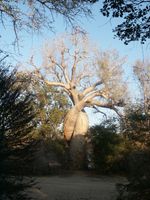 Les baobabs amoureux