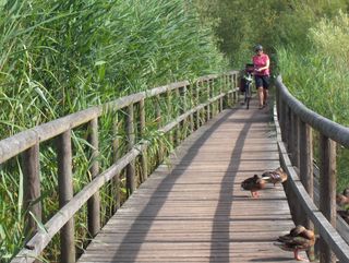 Passage aménagé sur une zone de marais