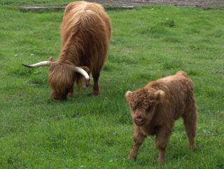 On n'a pas photographié les bisons ni l'hôtel mais les Highlands.