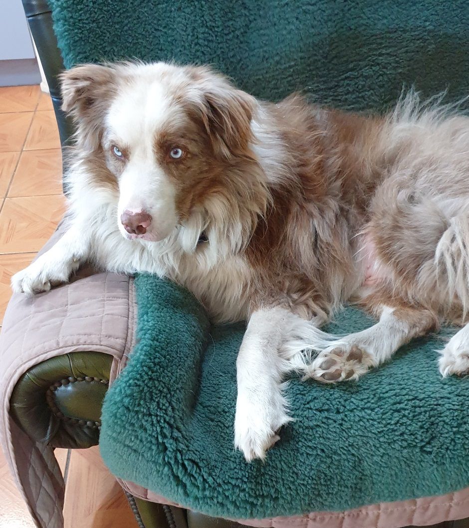 Gorgeous  Banjo