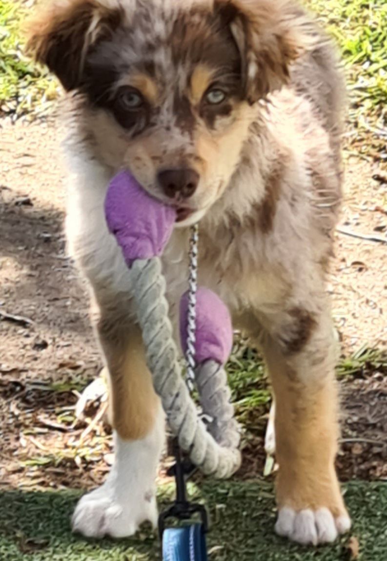 CHARLIE CHOCOLATE  MERLE  TRI  