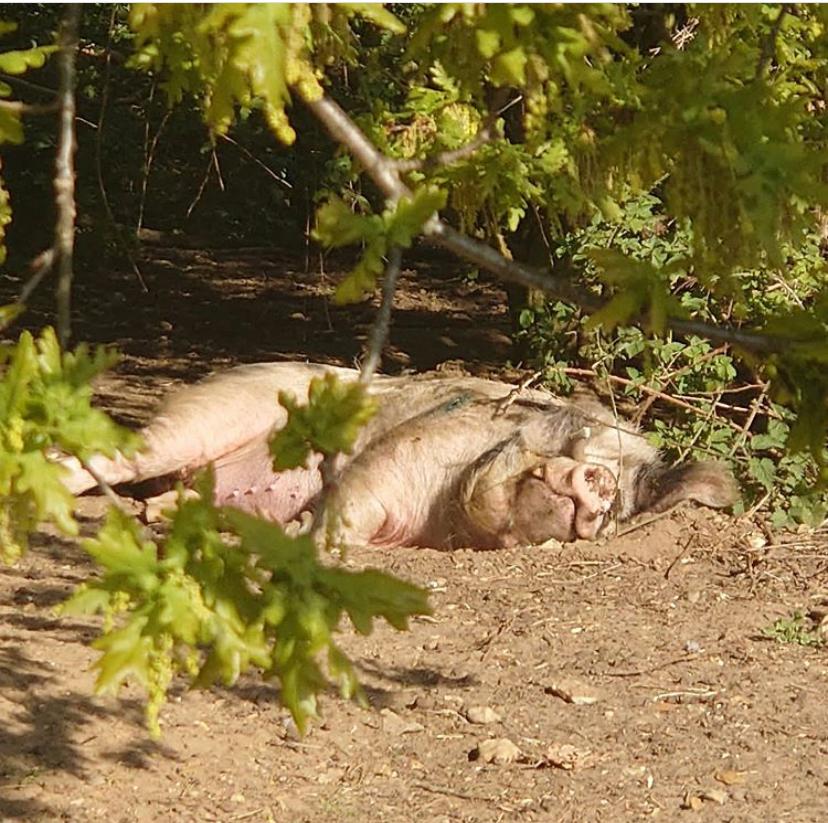 a mature gloucestershire old spot boar laying under a oak tree on a summer afternoon 