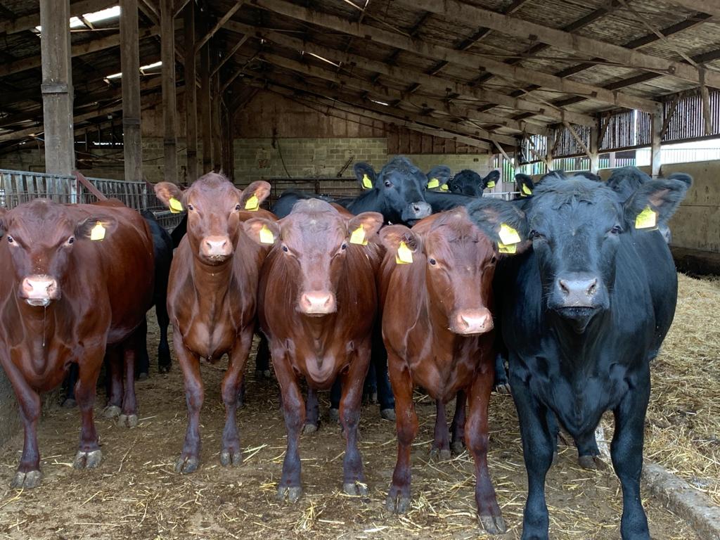 a group of cattle housed in a barn 