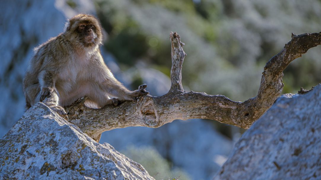 Ape in Gibraltar