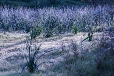 Series ' Ocean Trails' - Colors of the Dunes (2)