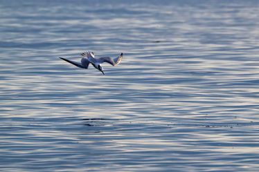 Series ' Ocean Trails' - In Search of food (1)