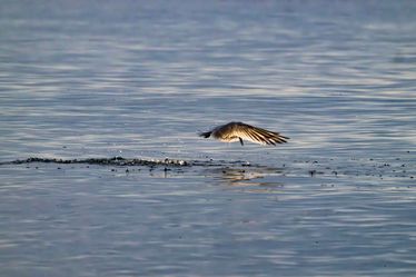 Series ' Ocean Trails' - In Search of food (3)