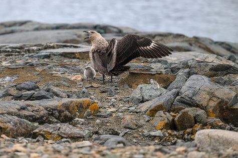 Series ' The 7th Continent ' - Brown Skua