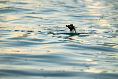 Series ' The 7th Continent ' - Gentoo Penguin