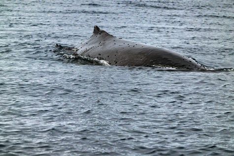 Series ' The 7th Continent ' - Humpback Whale