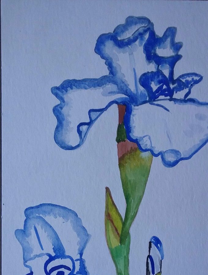 Les Iris du jardin - Aquarelle -
