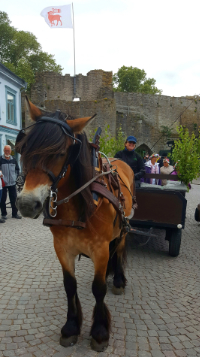 horse