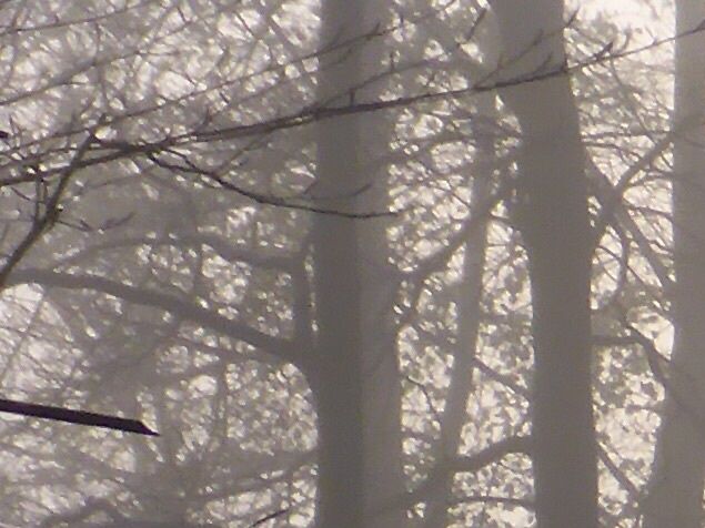 Vanmorgen op weg naar mijn dagelijkse werkzaamheden was het mistig in het bos. Toen de zon op kwam had deze moeite om door de mist heen te schijnen.
Verder was het fris, ik had mij op de fiets haast nog warmer moeten aankleden.