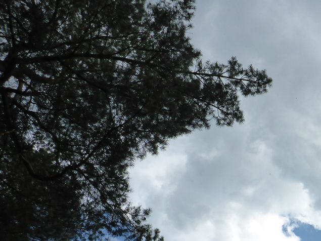 Bomen, blauwe lucht, wolken… en waar is zij nu?
Gisteren heb ik deze foto gemaakt, op een vredig, stille en eerbiedige plek. Waar je respect moet hebben voor een ieder die daar ligt.
Gisteren heb ik haar weer gezien. Niet zoals zij mij groot heeft gebracht, maar als stof. Er staat in de Bijbel geschreven dat de mens uit stof is opgebouwd. Gisteren is Ma als stof uitgestrooid  en aan de aarde gegeven…