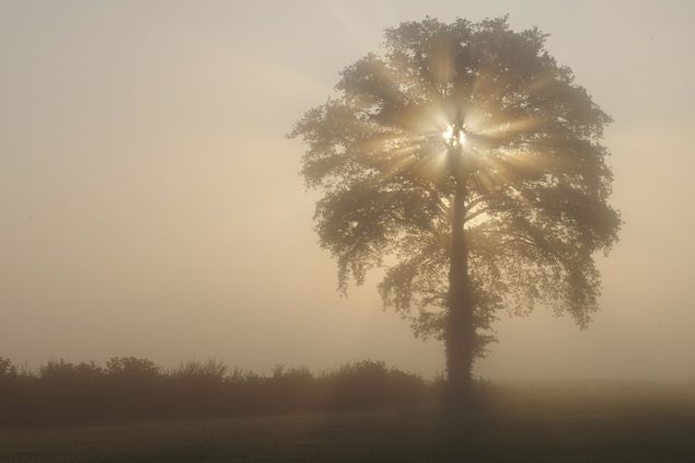 ...al wandelend kwam ik deze mistige zonnestralen vanuit een boom tegen.
