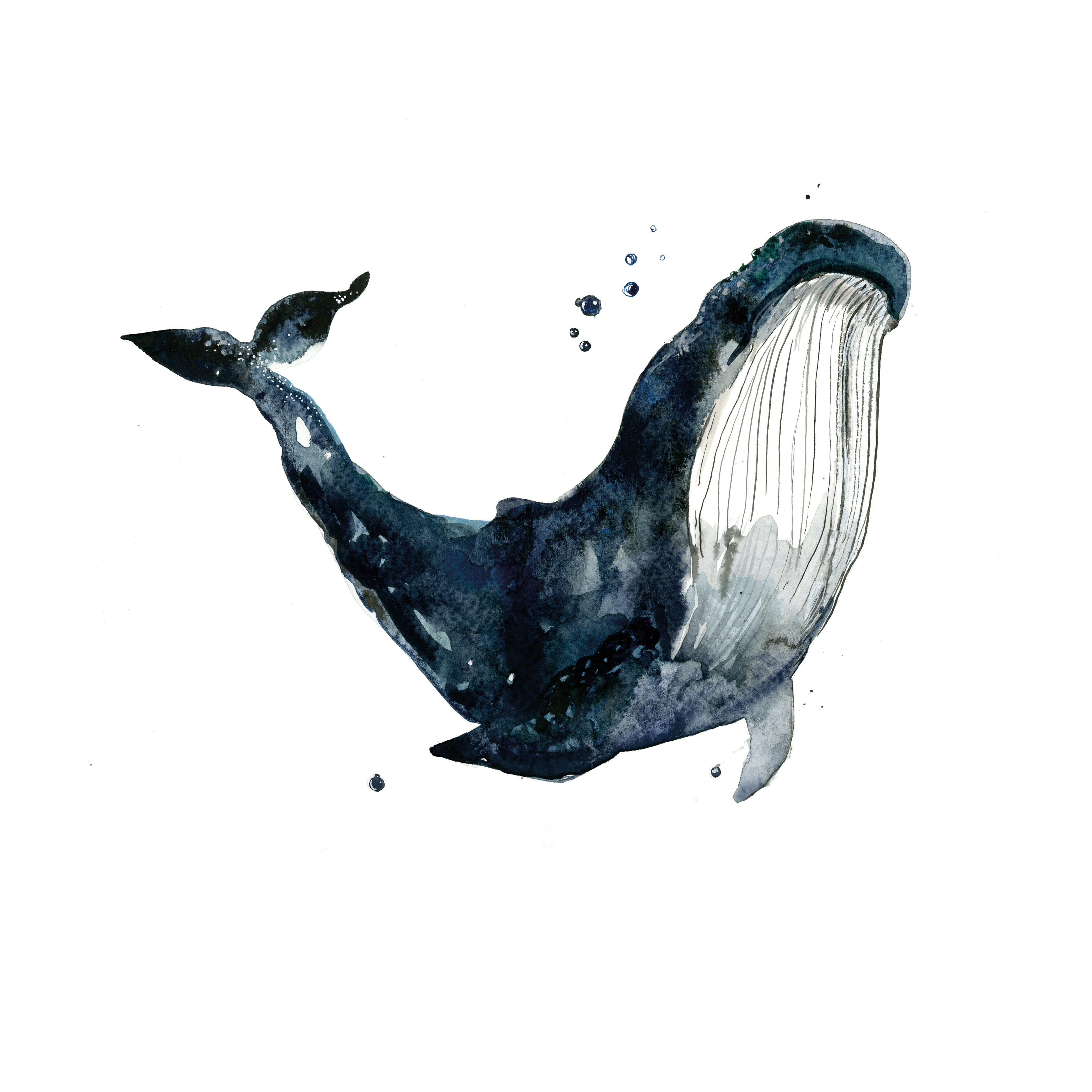 Illustration Val Aurora tusch