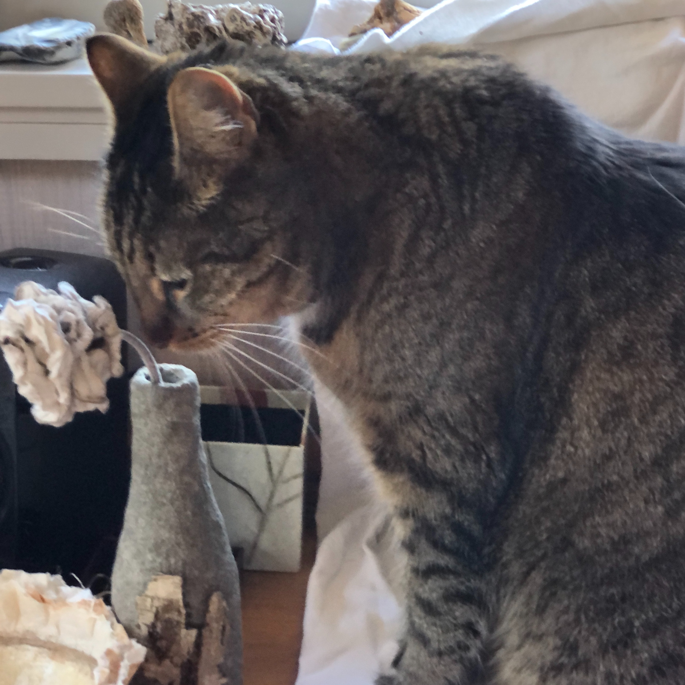 Liva, min kat kan godt lide Flaskevasen