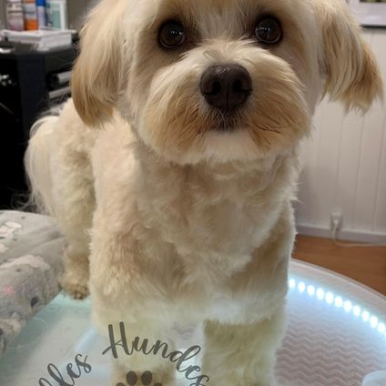 **3 hunde samtidig** , max 10 kg ,klip m. Bad