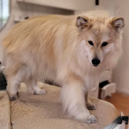 Hund 18-30 kg Klip m. bad ( LANG PELS )