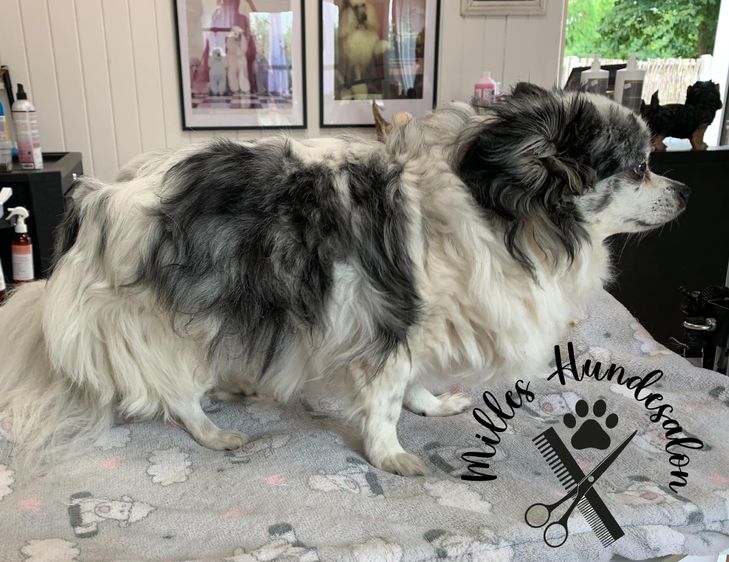 hund 19