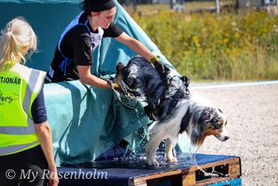 Dogathlon3