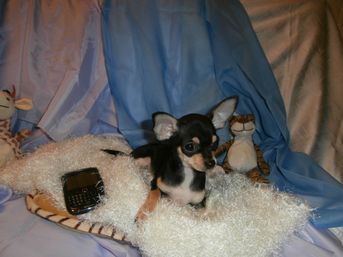 https://www.facebook.com/mimichihuahua