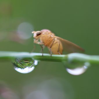 Drosphila