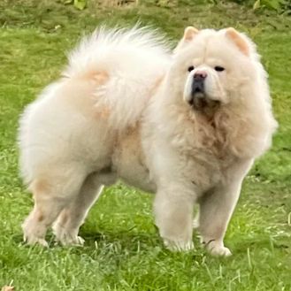 bao1