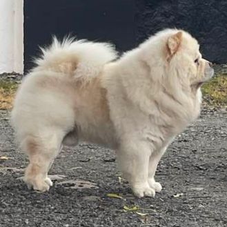 bao3