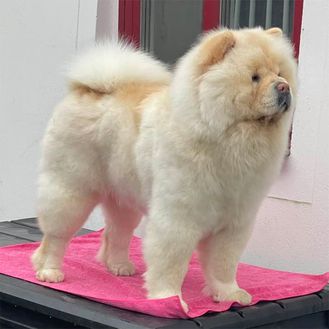 nini1