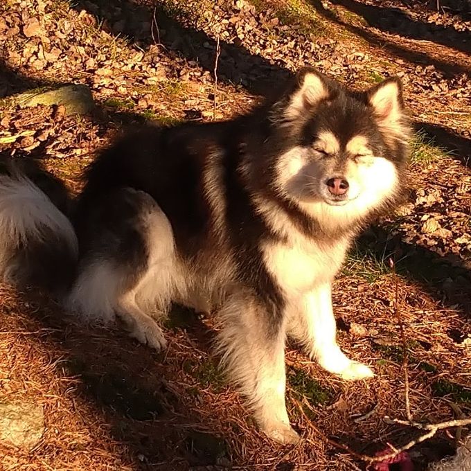 Min egen uppfödning. Aska. Född 2019 i oktober. 