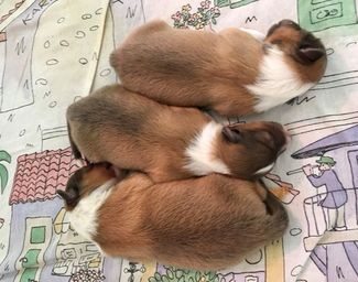 3 days old