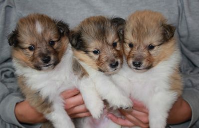 4 weeks old