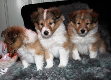 6 weeks old