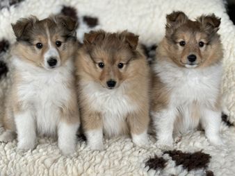 8 weeks old