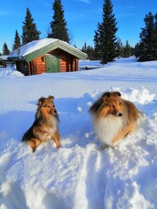 Ailo og Lilo på fjelltur