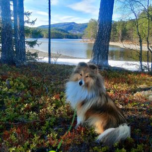 Ailo på tur