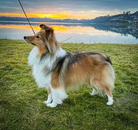 Minshelties One Of Those Lives