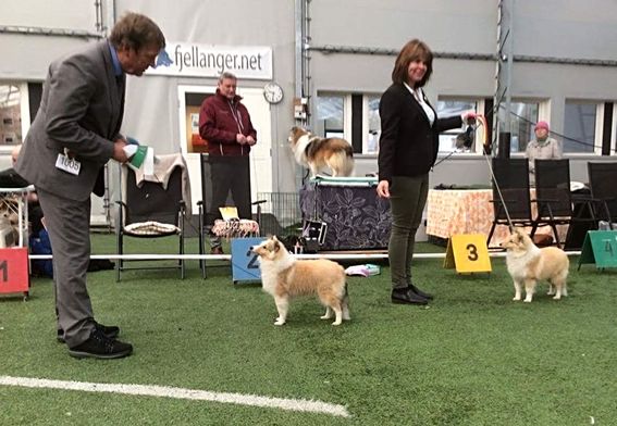 Norsk Collie Klubb, Bergen 17.04.2016 