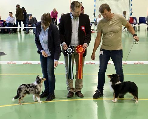 NKK, Rogalands valpeshow, Orre 22.10.2017