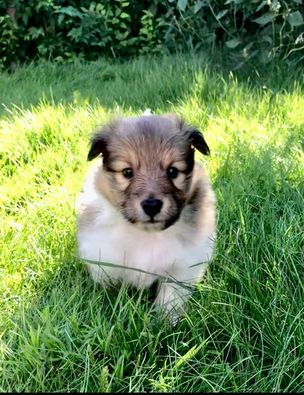 Minshelties Nobody's Fool - 4 weeks