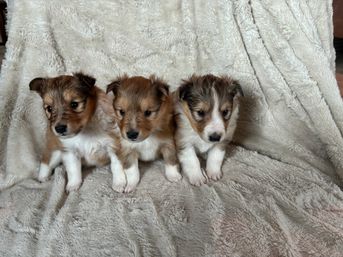 4 weeks old