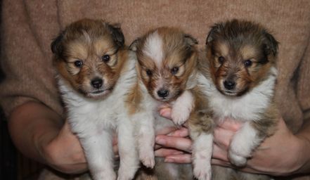 4 weeks old