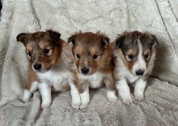4 weeks old