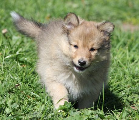 Minshelties Just My Best Friend -7 weeks