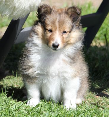 Minshelties Joy Of My Life - 7 weeks