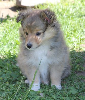 Minshelties Just My Precious - 7 weeks