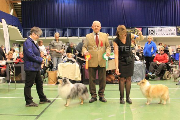 Norsk Berner Sennenhundeklubb, Letohallen 24.04.16