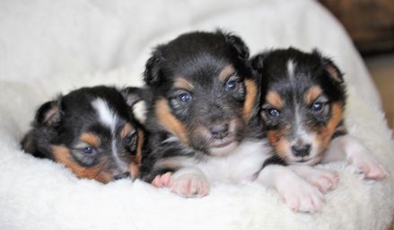3 weeks old